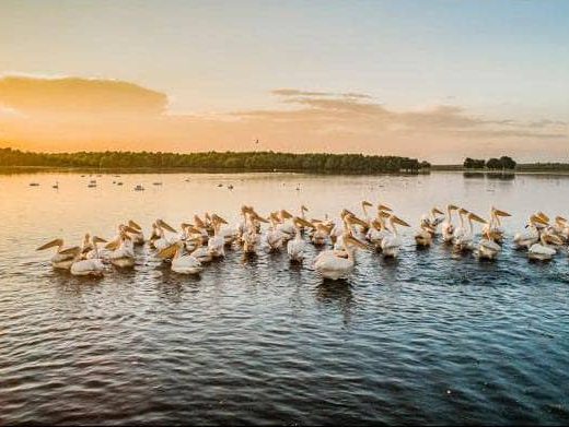 Tourist Attractions in Cahul – Beleu Lake, Slobozia Mare – Pelicans