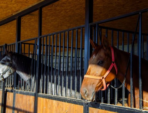 Agro Guesthouse “Potcoava Verde”, Cahul, Slobozia Mare - Horses
