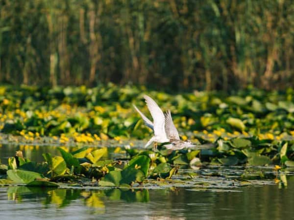 lacul-beleu-fauna-pasari.jpg