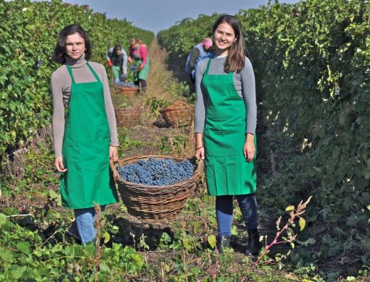 Vinăria din Vale - Винодельня Кагул, Слобозия Маре - Сбор винограда