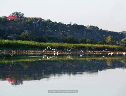 Obiective turistice Cahul - Lacul Beleu, Slobozia Mare - Păsări