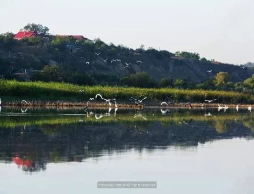 Obiective turistice Cahul - Lacul Beleu, Slobozia Mare - Păsări