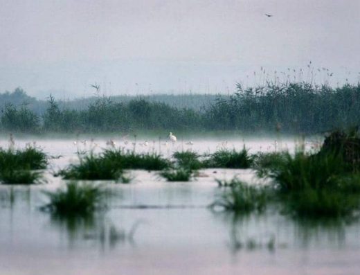 Rezervația Prutul de Jos - păsări pe lac