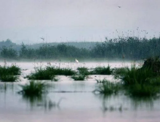 Rezervația Prutul de Jos - păsări pe lac