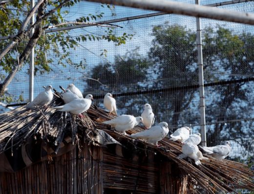 Pensiunea Green Village - cazare satul Roşu, Cahul - porumbei