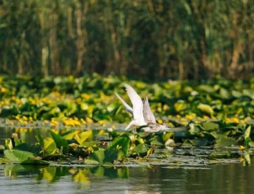 Obiective turistice Cahul - Lacul Beleu, Slobozia Mare